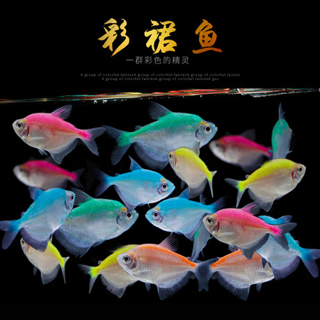 small colorful tropical fish