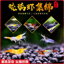 Cold Water Ornamental Shrimp Glazed Prawn Freshwater Living Tool Shrimp Except Algae Clean Shrimp Red Glazed Black Glazed Shrimp