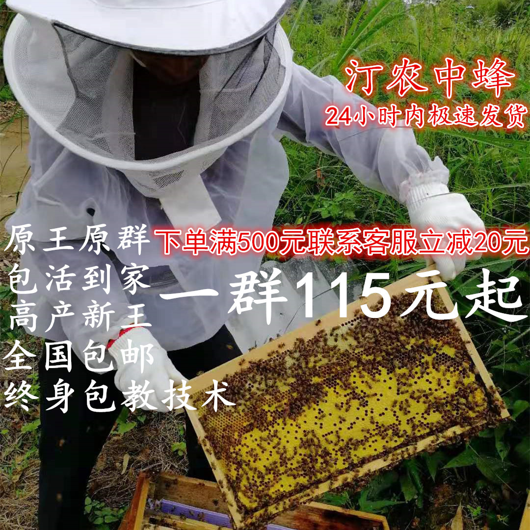 Chinese bee colony with king bee colony breeding scallop spleen Aba Chinese bee belt beehive Chinese earth bee for sale