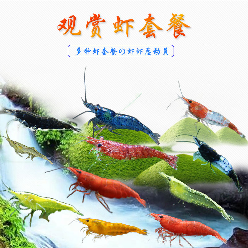 Fish tank algae removal package Aquarium grass tank cleaning tool Algae removal shrimp and snail combination Fire shrimp zebra snail
