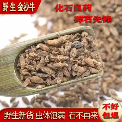 Guangxi Chinese herbal medicine Jinsha cattle 10 grams new non-sand Ant lion gold sand cattle Digul cattle sand cattle worm dry products Jinsha cattle