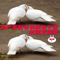 Pigeons live a pair of white feather king carrier pigeons racing pigeons meat pigeons original egg breeding pigeons young pigeons pigeons live pigeon birds