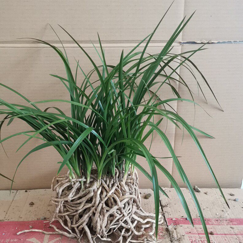 Whelan Orchid Seedling Blossom Fragrance Chill Easy To Become A Live Indoor Potted Plant Flowers Green Plant One 8 Miao