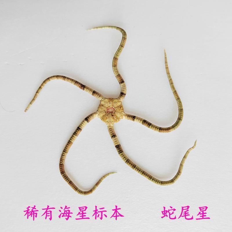 Rare Natural Snake Tail Starfish, Naturally Dried Five-Clawed Starfish Specimen, Decorative Ornament, Collectible Gift, Conch Shell