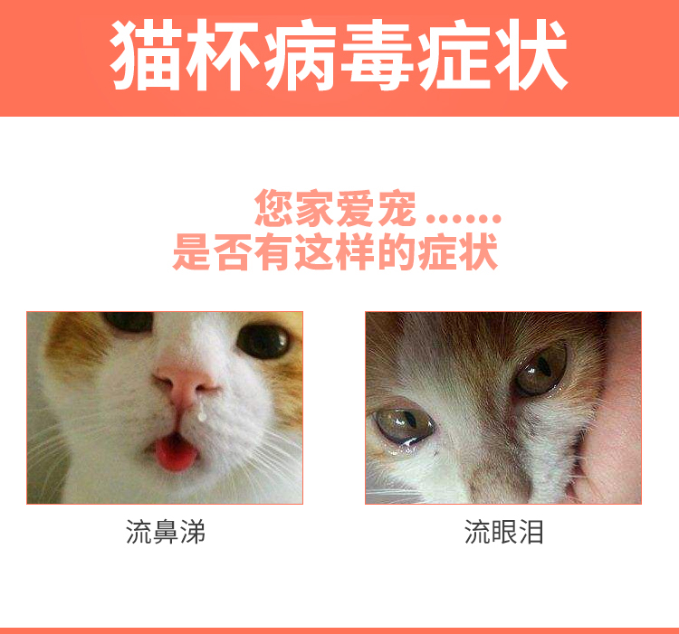 Mèo mũi mèo Calicillin viêm mũi xoang truyền nhiễm sốt mũi hắt hơi nước mũi lạnh - Cat / Dog Medical Supplies 	kim tiêm cho mèo