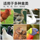 50Jin [Jin is equal to 0.5kg] High calcium shell powder feed for chickens, ducks and geese calcium supplement bone meal pigeon health sand parrot poultry additive veterinary