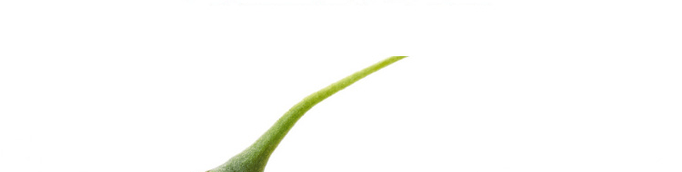 Wolfberry_09.gif