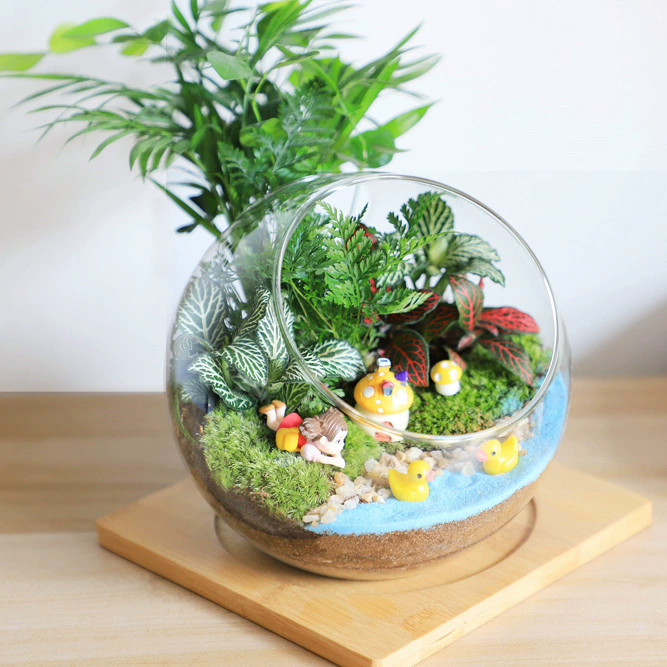 Sản phẩm mới Rêu vi sinh cây cảnh chai sinh thái để bàn cây xanh sáng tạo văn phòng Tự làm đồ trang trí trong chậu - Trang trí nội thất