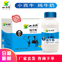 Qinghai-Tibet special Qinghai Xiaoxi Cow pure milk Whole fat raw milk Children and pregnant women nutritious breakfast milk 12 bottles a box