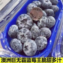 Spot air freight Australian blueberry diamond version super jumbo jumbo extra large particles 200g box package SF Express
