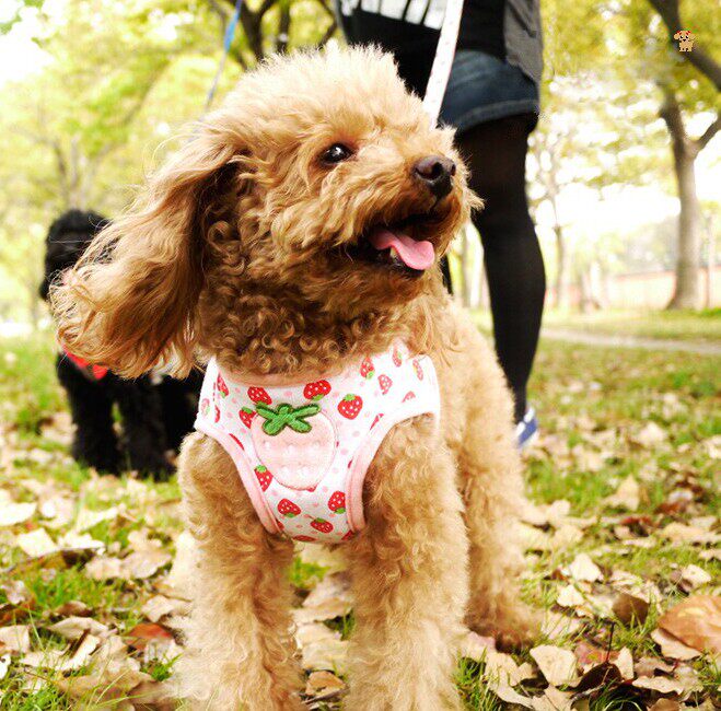Cute protective chest back teddy VIP vest leash pet dog strap suit love dog walking