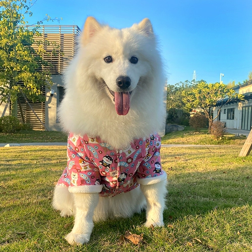 Пехой собаки Новый год Одежда осень и зимние торчащие усебные