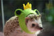 hedgehog/chinchilla/rabbit/guinea pig/hamster pet frog hat ປັບແຕ່ງ