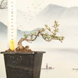 Красный цветок № 1, слива долголетия, бегония в форме тунцзигун, небольшой материал для микробонсай, цветы во дворе на балконе