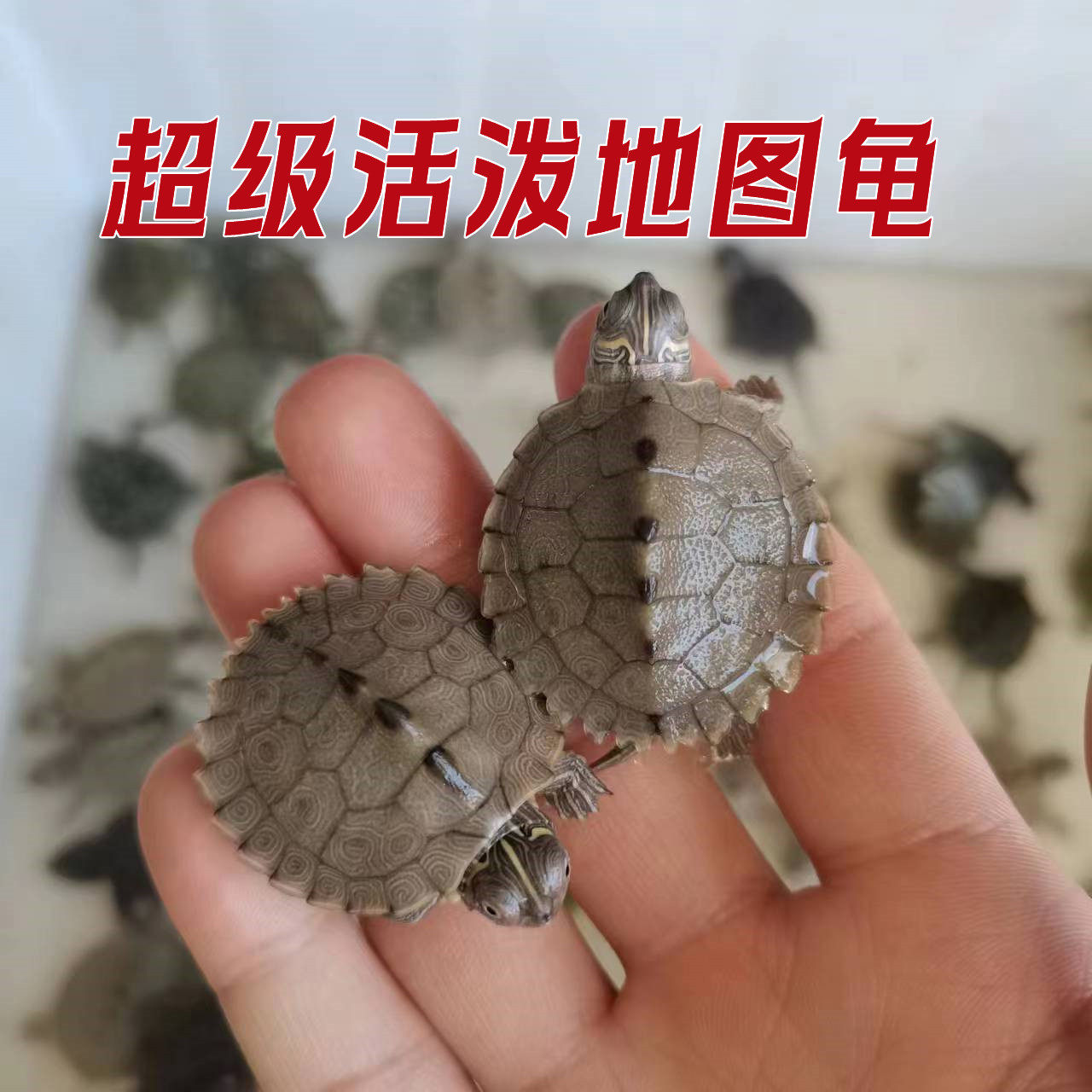 烏龜 的 智商 高 嗎 (99) 사진