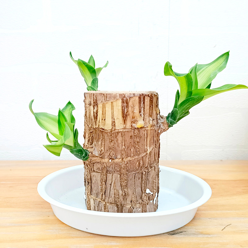 水培绿植物巴西木幸运木开花盆栽水养带芽苞格