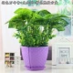 Зеленый Wannian+Purple Pot