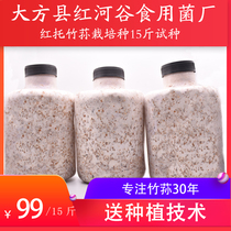 Red-topped Dictyophora cultivars Dictyophora seeds golden Dictyophora strains fruiting strains home grown edible fungi 15 pounds