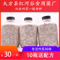 One bottle of red bamboo fungus primary mother species Guizhou edible fungi high-quality non-test tube original species
