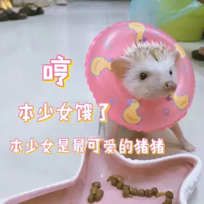 Non-fan hedgehog bathing swimming circle flower-branch mouse swimming toy companion lifebuoy photo cute consumables
