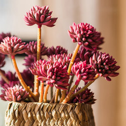 Juhan Simulated Succulents, Dianthus Decorative Ornaments, Scandinavian Living Room Flower Clusters, Bouquets, Green Plants, Landscaping, Flower Arrangements, Fake Flowers