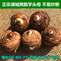 Fujian Pucheng specialty taro mother taro mother non-betel nut taro crispy taro fresh vegetables five pounds of new goods
