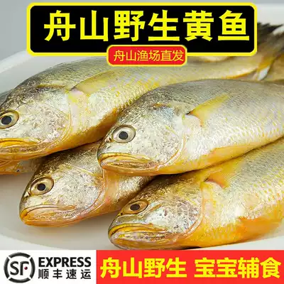 Zhoushan wild small yellow croaker fresh live East China Sea fishing fishery fish small plum croaker 1kg 4-5