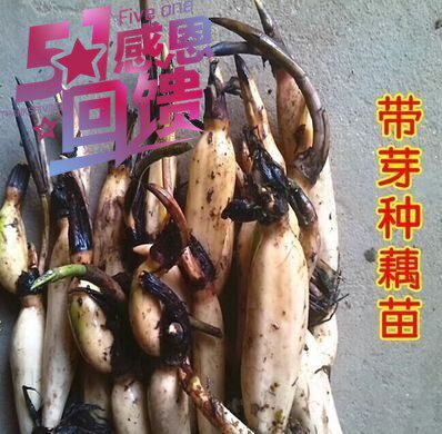 Aquatic ornamental flower lotus root seed root lotus seed root pond lotus seed lotus root lotus root lotus root