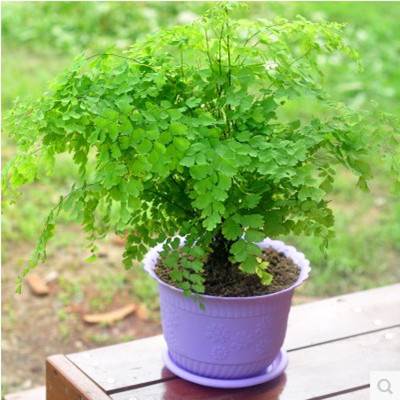 Living room, coffee table, desk, green plant potted plant, potted fern, fern, flower seedlings, formaldehyde absorption