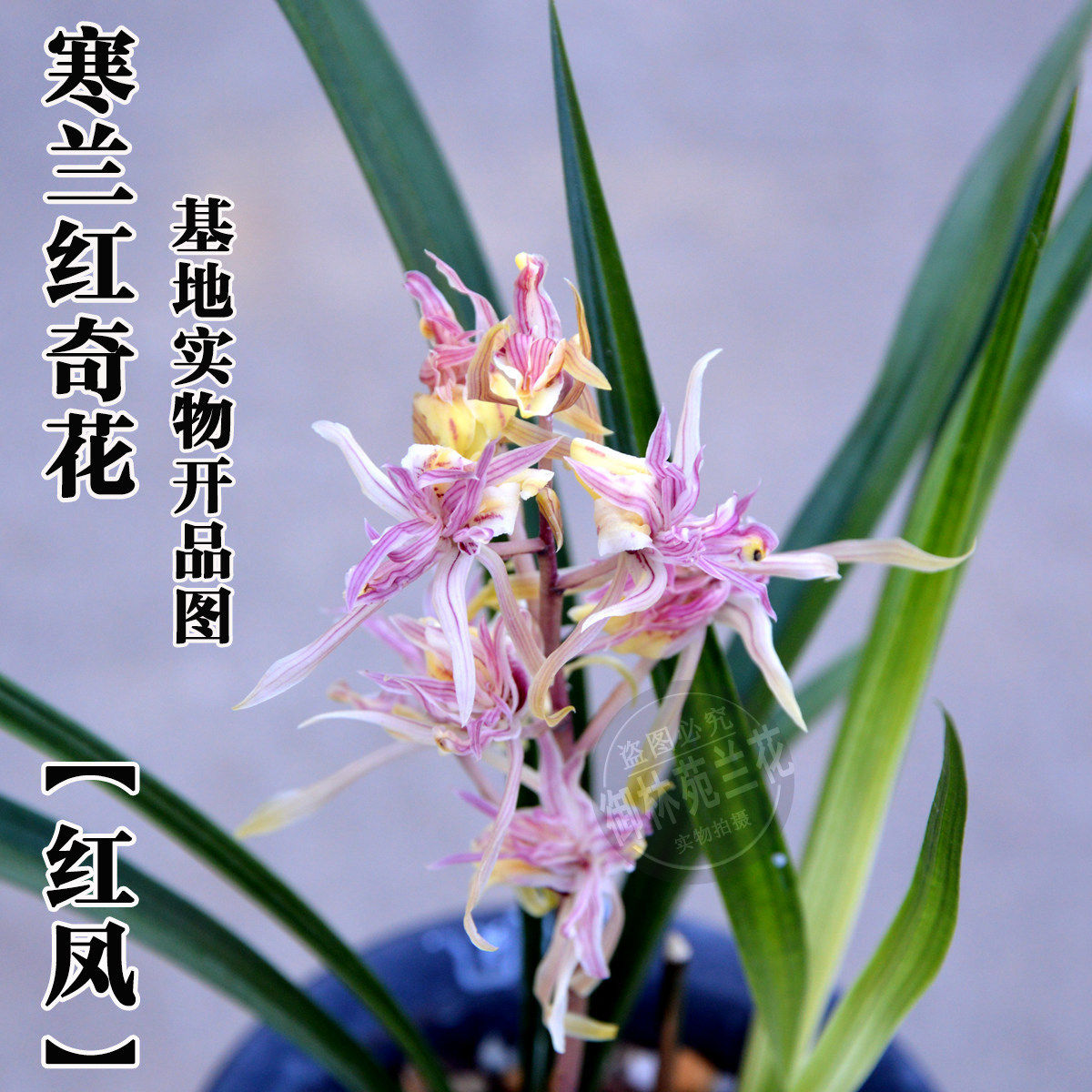 寒兰红凤奇花名贵稀有品种兰花苗冬季带花苞出售包邮浓香型名品兰