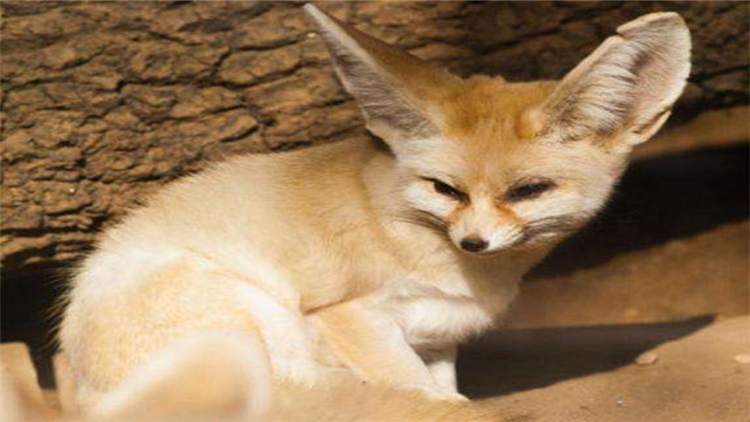 迷人的耳廓狐 到底能不能養它當寵物 淘寶海外