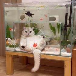 Cat House Fish Tank Tiktok Popular Cat Fish Tank Gold Crystal Five-Line Ultra-Clear Glass Available