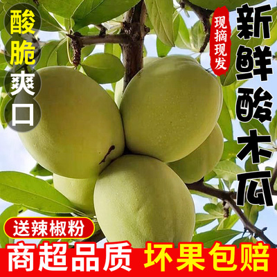 [云南大理现酸木瓜新鲜酸水果孕妇当季野生泡酒青木瓜酸脆特产包邮]
