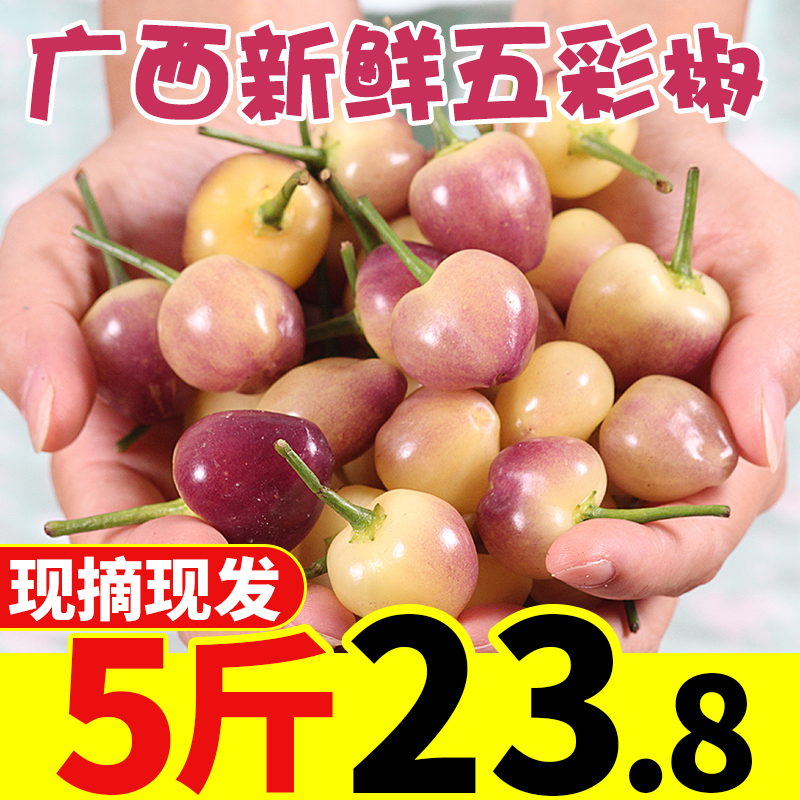 Now pick Guangxi colorful pepper fresh pepper 5 pounds of vegetables Colorful pepper pickled pepper small lantern pepper rice pepper specialty