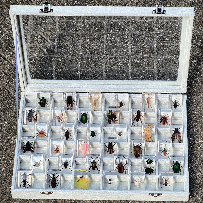 Small Animal Real Insect Specimen Amber Resin Cicada Spider Scorpion Beetle Student Prize Gift Box Set Small Animal Real Insect Specimen Amber Resin Cicada Spider Scorpion Beetle Student Prize Gift Box Set