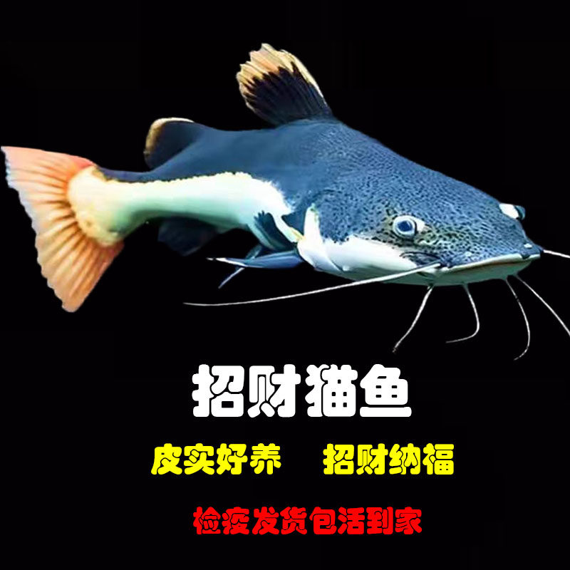 🔥 红尾招财猫鱼热带观赏鱼大猫鱼 | 🐟 完美混养伙伴-鱼-淘宝好物网