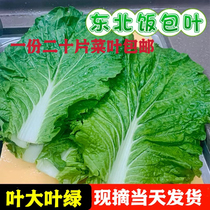 Liaoning Dadongbei packaged white cotyledonous vegetables water shield wrapped rice leaves fresh vegetables green vegetables cabbage large