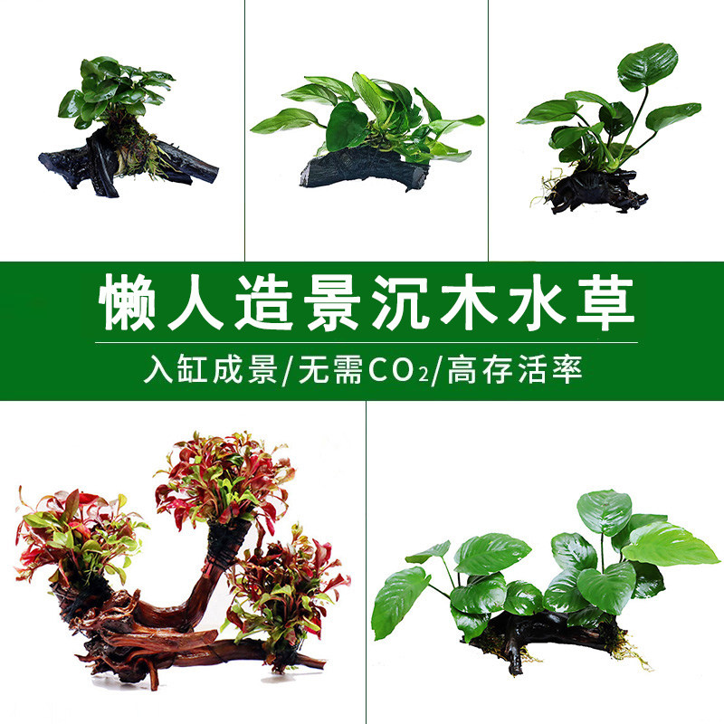 Sunken wood water banyan water grass live freshwater plant four seasons soilless fish tank landscaping decoration lazy cold water negative grass
