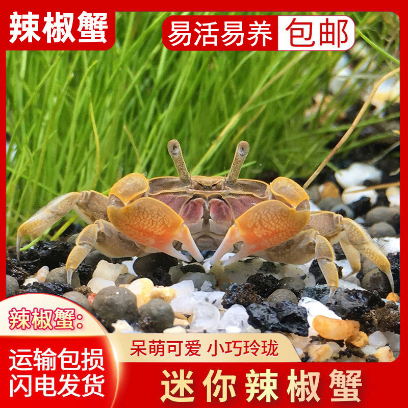 Mini crab Pepper crab Live pet crab Ornamental crab Insect eating Algae removal Freshwater crab Fish tank Reptile benthic animal
