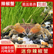  Mini crab Pepper crab Live pet crab Ornamental crab Eating insects and algae removal Freshwater crab Fish tank crawling benthic animals