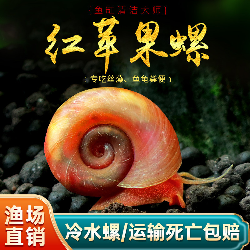 生态瓶小助手🎉 | 苹果螺羊角螺观赏螺-螺-淘宝好物网