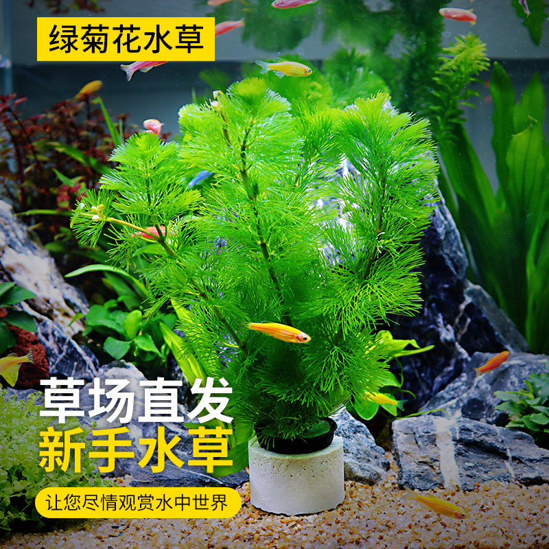 Fish tank landscaping water grass green chrysanthemum aquarium grass tank decoration plant living real water grass algae lazy novice