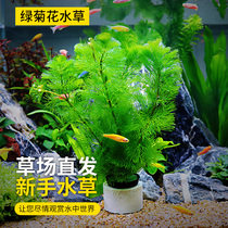  Fish tank Landscaping aquatic plants Green chrysanthemum aquarium Grass tank Decorative plants Living real aquatic plants Algae Lazy novice