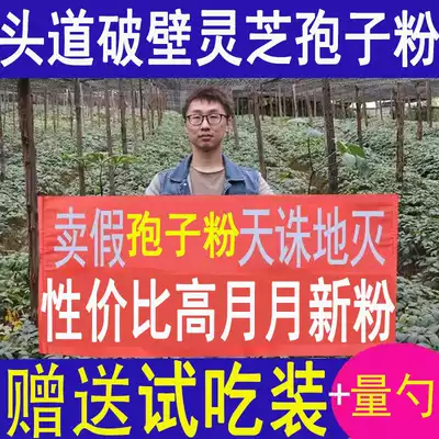 Changbai Mountain Ganoderma Lucidum spore powder 500g Premium official flagship store Non-wild broken wall Nyingchi robe powder