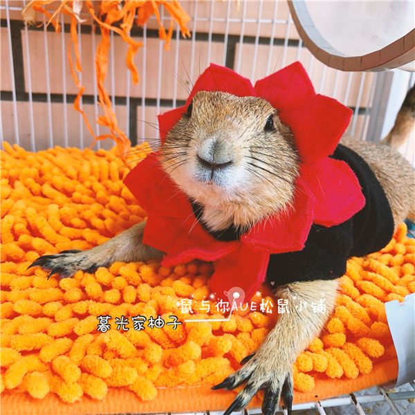 (Petal sister) black tail earth dial rat dragon cat photo selling cute little clothes petals with cute clothes