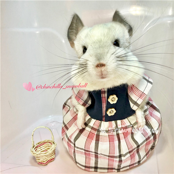 Thai tennis clay dialytic rat with the same dragon cat small clothes pure handmade black tail earth dial rat clothing dress for photo