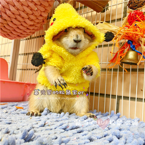 Squirrel Clothes Earth Dial Rat Clothing Leather Kachu Plush Warm Selling Cute Little Clothes (Pikachu)