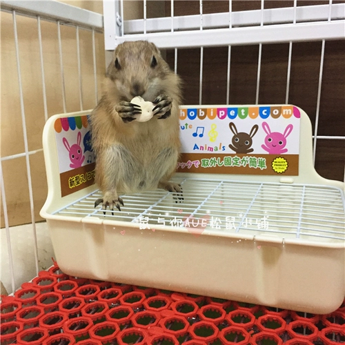 Туалет маленького питомца. Одиночный винт фиксированный против подъема тоторотальной сосновой крыси