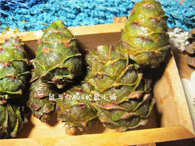 (Rat and you) squirrel taste fresh wild horsetail Green Pine pagoda masson pine Tower squirrel staple food interactive stick