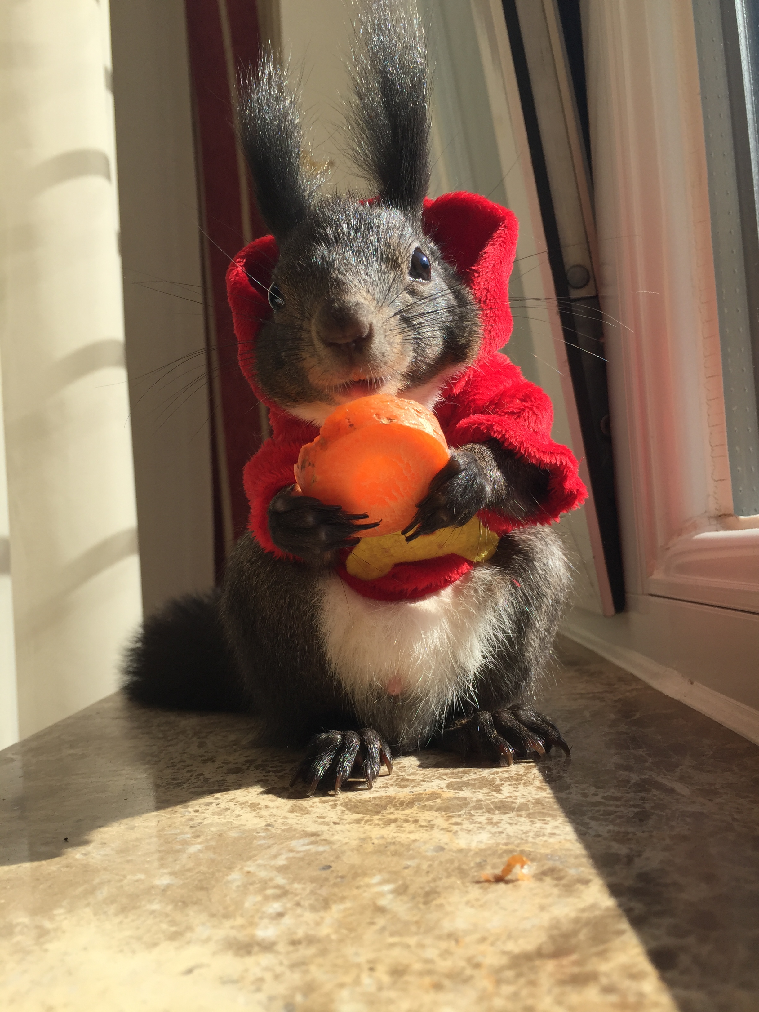 Application of squirrel clothes (murine to the same section) Squirrel Clothes Magic King Snowy Honey Bag PET MINK and so on